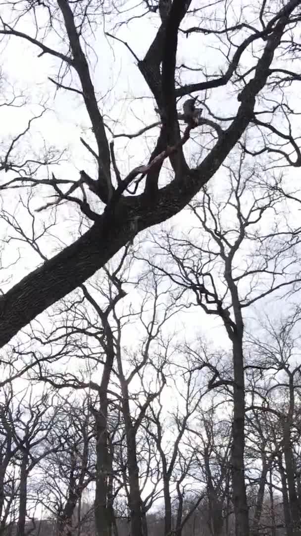 Vídeo vertical del bosque con árboles sin hojas — Vídeo de stock