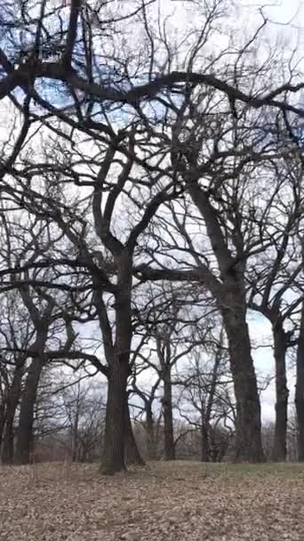 Vertical video of the forest with trees without leaves — Stock Video