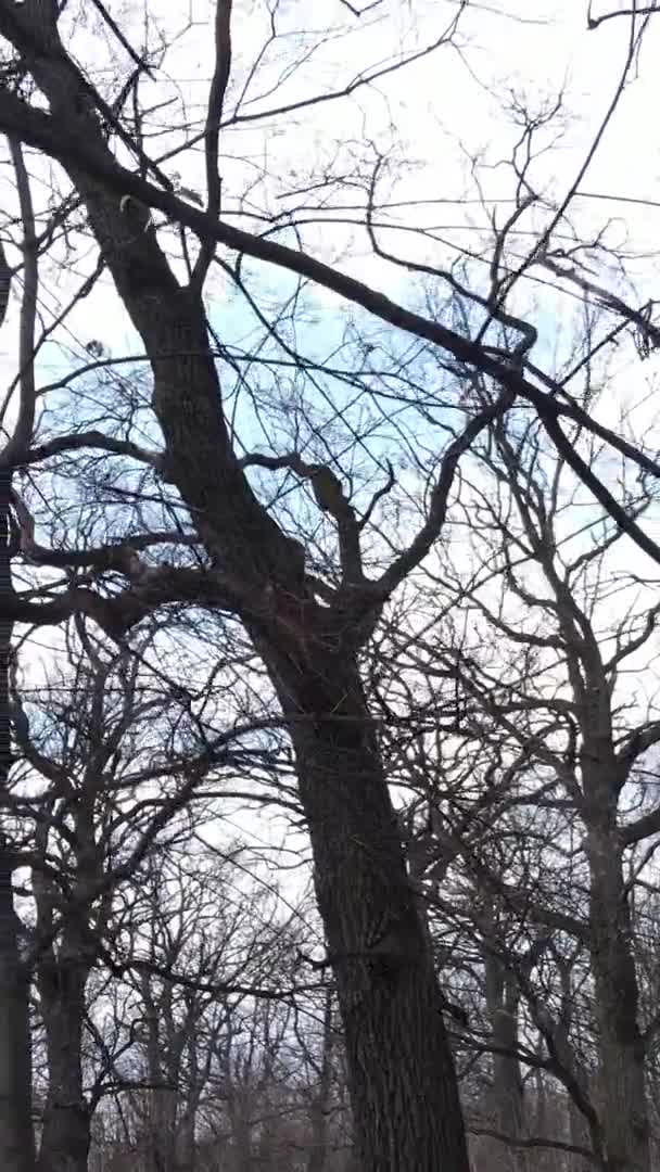 Vertikal video av skogen med träd utan blad — Stockvideo