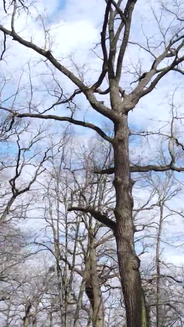 Вертикальное видео леса с деревьями без листьев — стоковое видео