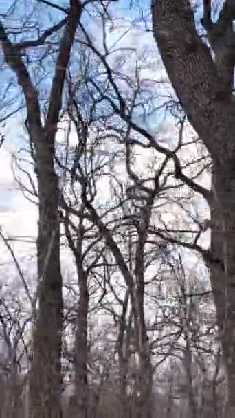 Vertikal video av skogen med träd utan blad — Stockvideo