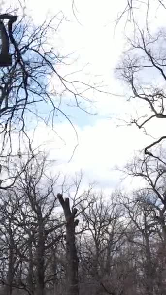 Vertikální video lesa se stromy bez listí — Stock video
