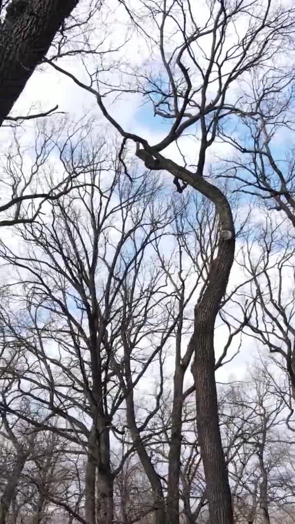 Vertikal video av skogen med träd utan blad — Stockvideo