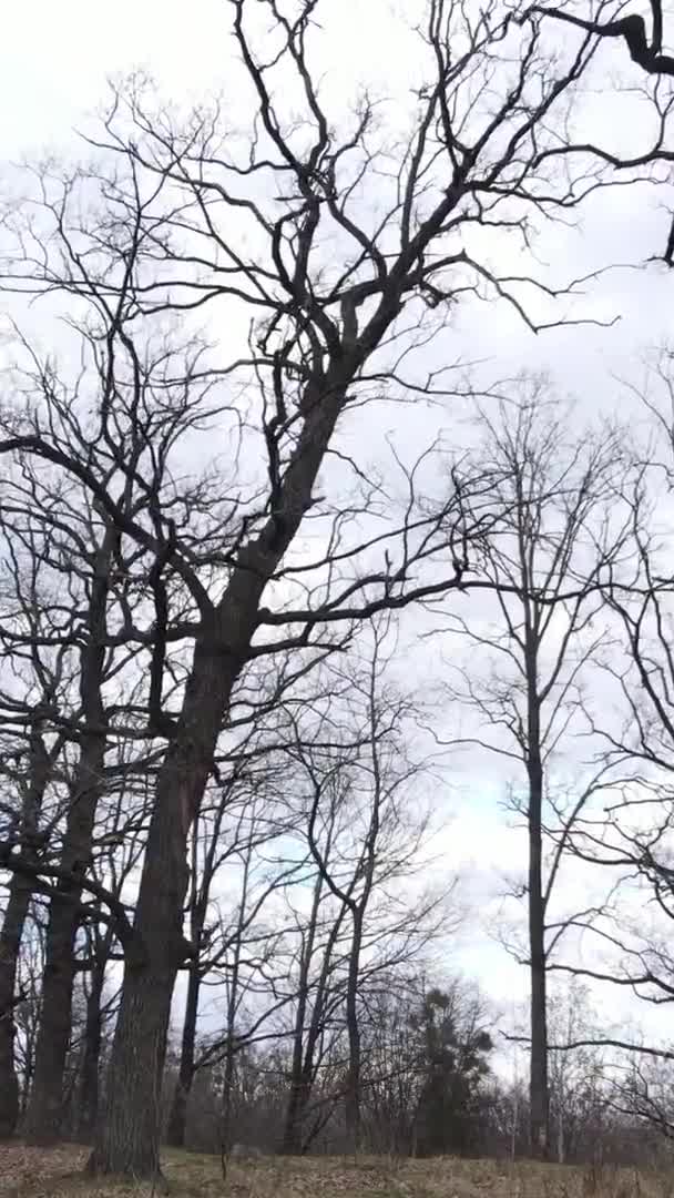 Vertikal video av skogen med träd utan blad — Stockvideo