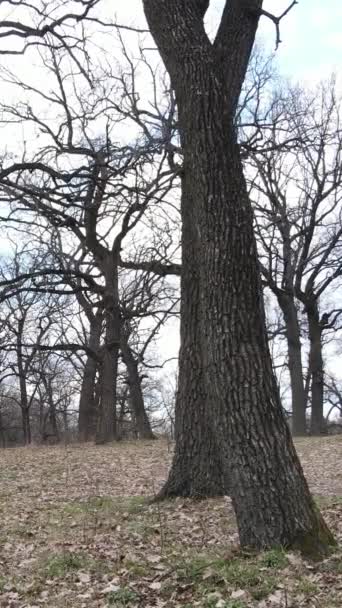 Vertical video of the forest with trees without leaves slow motion — Stock Video