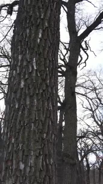 Vertikal video av skogen med träd utan blad — Stockvideo