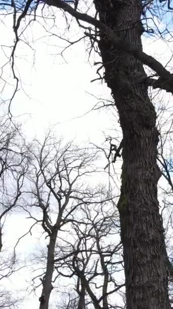 Vertikální video lesa se stromy bez listí zpomalení — Stock video