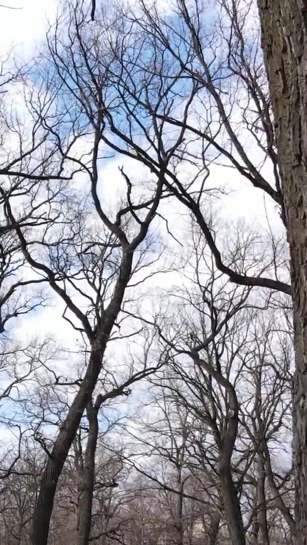 Vídeo vertical da floresta com árvores sem folhas — Vídeo de Stock