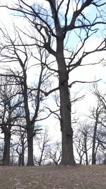 Vertical video of the forest with trees without leaves — Stock Video