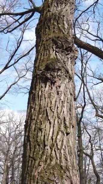 Vídeo vertical da floresta com árvores sem folhas — Vídeo de Stock