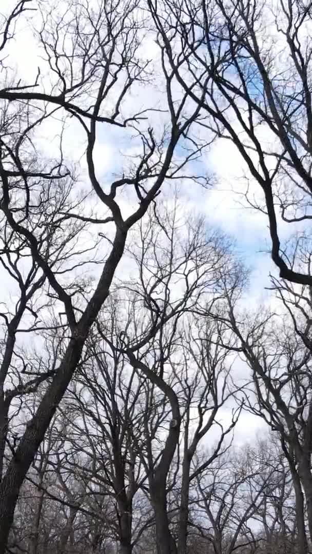 Vidéo verticale de la forêt avec des arbres sans feuilles — Video