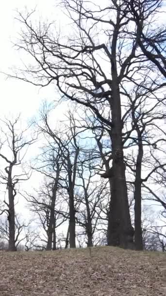 Vertikal video av skogen med träd utan blad — Stockvideo