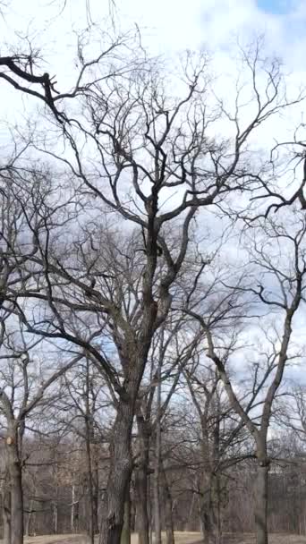 Vertical video of the forest with trees without leaves slow motion — Stock Video