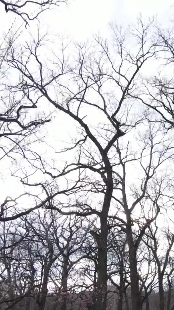 Vertical video of the forest with trees without leaves — Stock Video