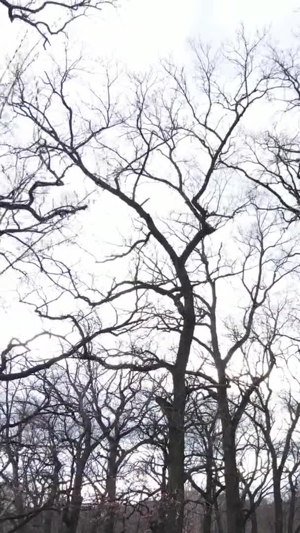 Verticale video van het bos met bomen zonder bladeren — Stockvideo