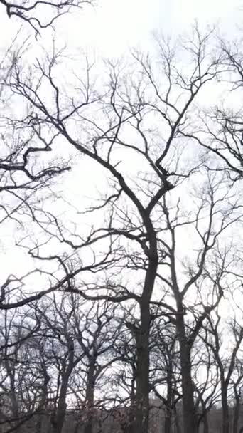 没有叶子的森林的垂直录像 — 图库视频影像