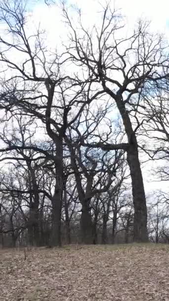 Vertical video of the forest with trees without leaves — Stock Video