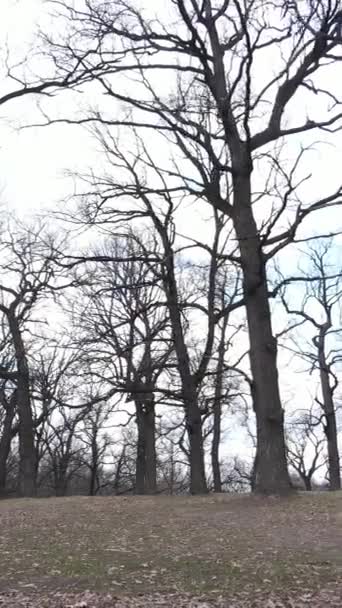 Вертикальне відео лісу з деревами без листя — стокове відео