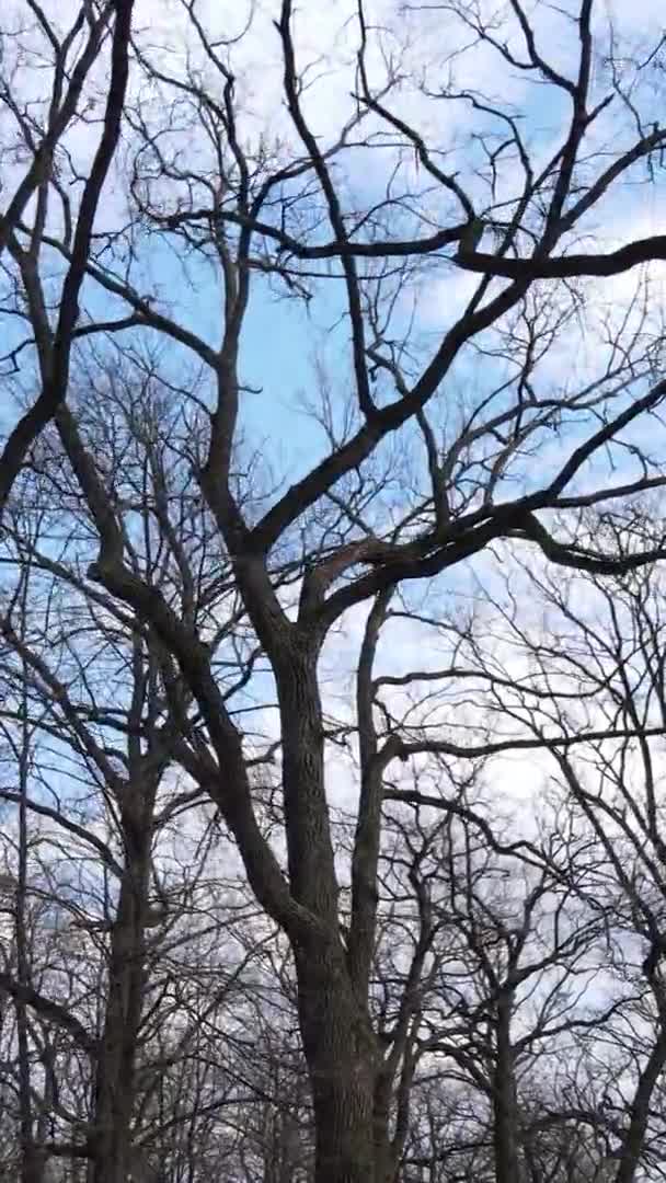 Vertical video of the forest with trees without leaves — Stock Video