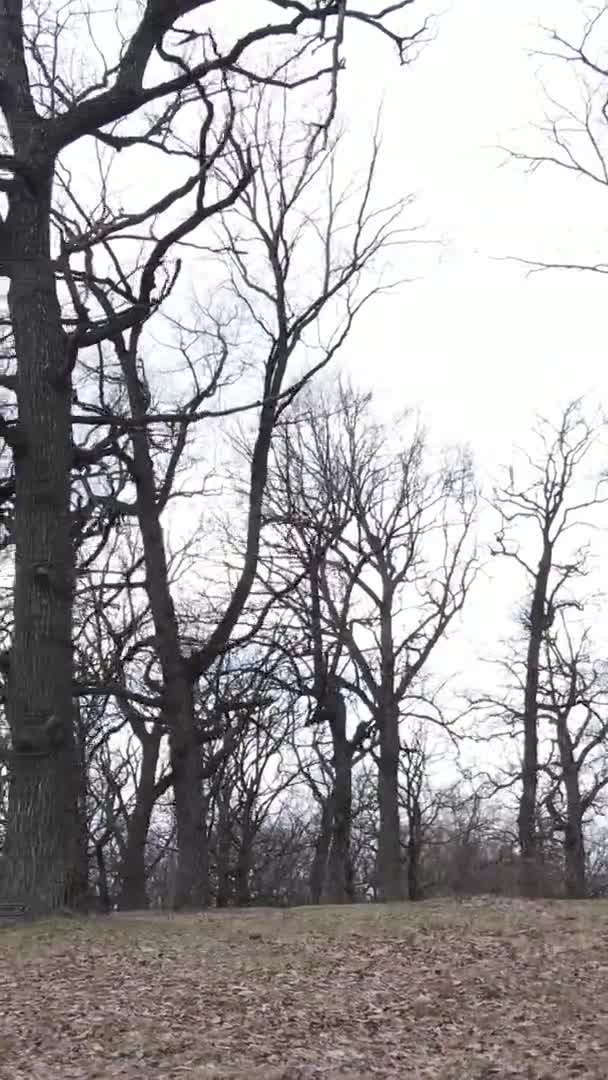 Vertical video of the forest with trees without leaves — Stock Video