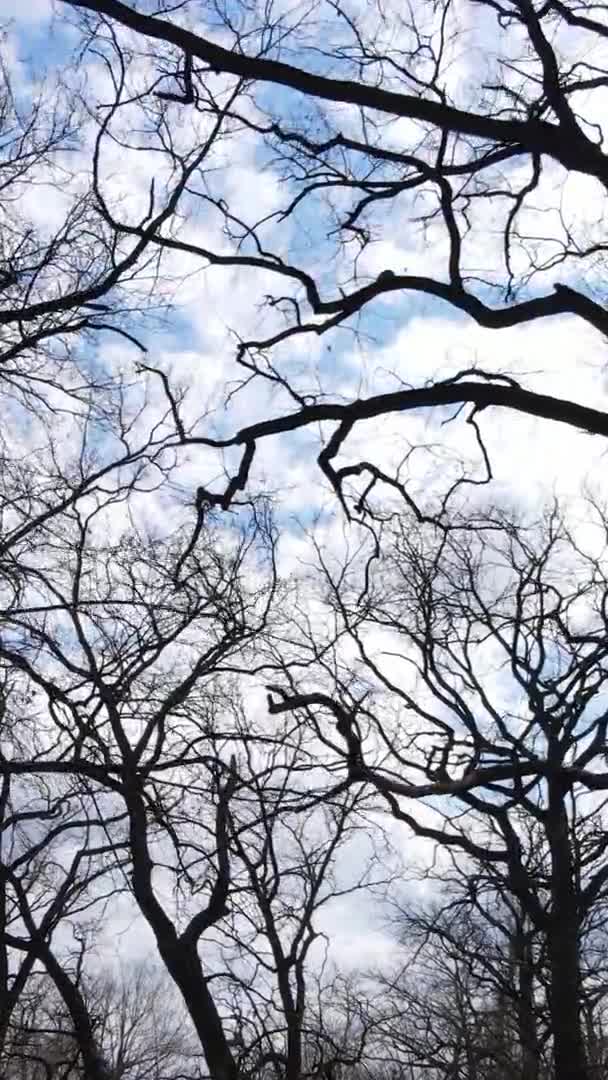 Vídeo vertical del bosque con árboles sin hojas — Vídeos de Stock