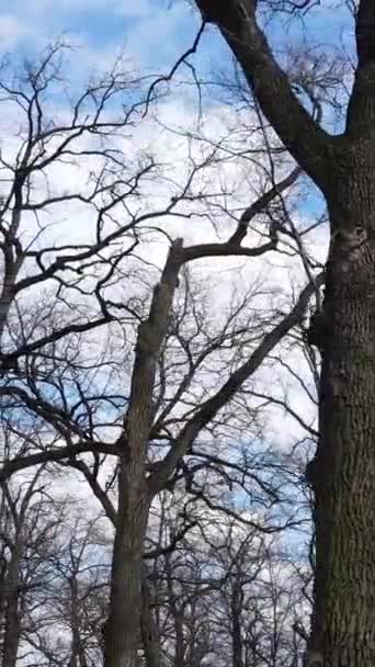 Vertical video of the forest with trees without leaves — Stock Video