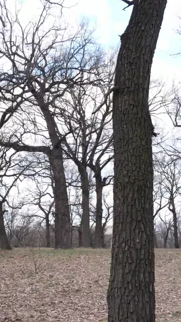 Vídeo vertical da floresta com árvores sem folhas — Vídeo de Stock