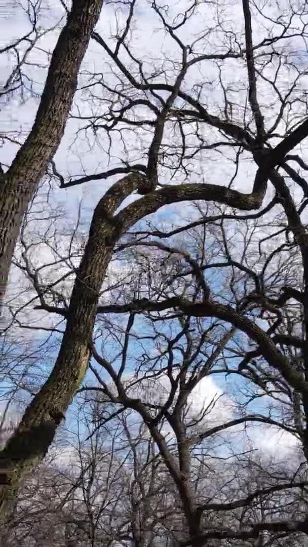 Verticale video van het bos met bomen zonder bladeren — Stockvideo