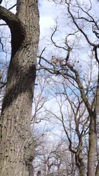 没有叶子的森林的垂直录像 — 图库视频影像