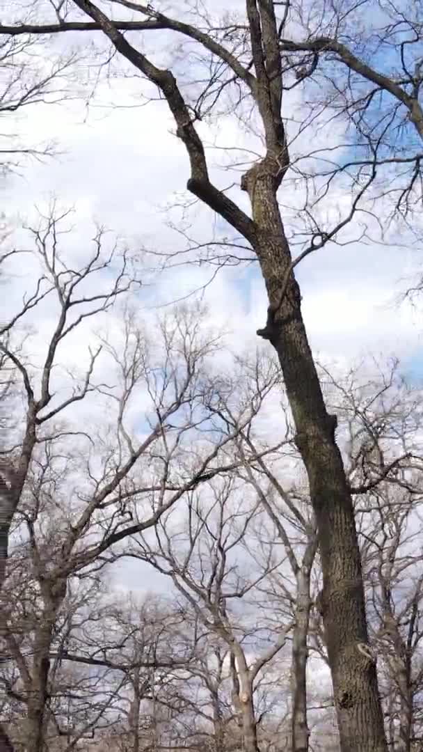 Vídeo vertical del bosque con árboles sin hojas — Vídeo de stock