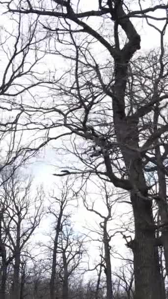 Vertikální video lesa se stromy bez listí — Stock video