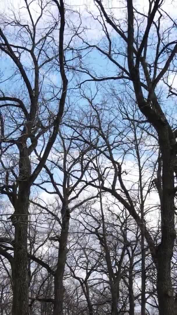 Vídeo vertical da floresta com árvores sem folhas — Vídeo de Stock