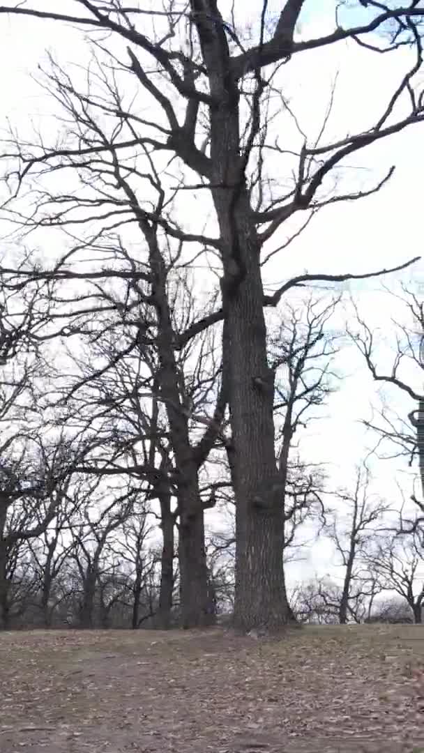 Vertical video of the forest with trees without leaves — Stock Video