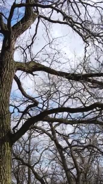 Függőleges videó az erdő levelek nélküli fák — Stock videók
