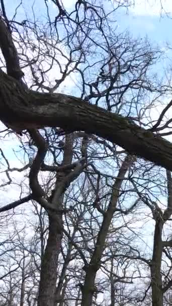 나뭇잎 이 없는 숲의 수직 영상 — 비디오