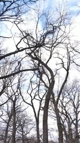 วิดีโอแนวตั้งของป่าที่มีต้นไม้โดยไม่มีใบไม้ — วีดีโอสต็อก
