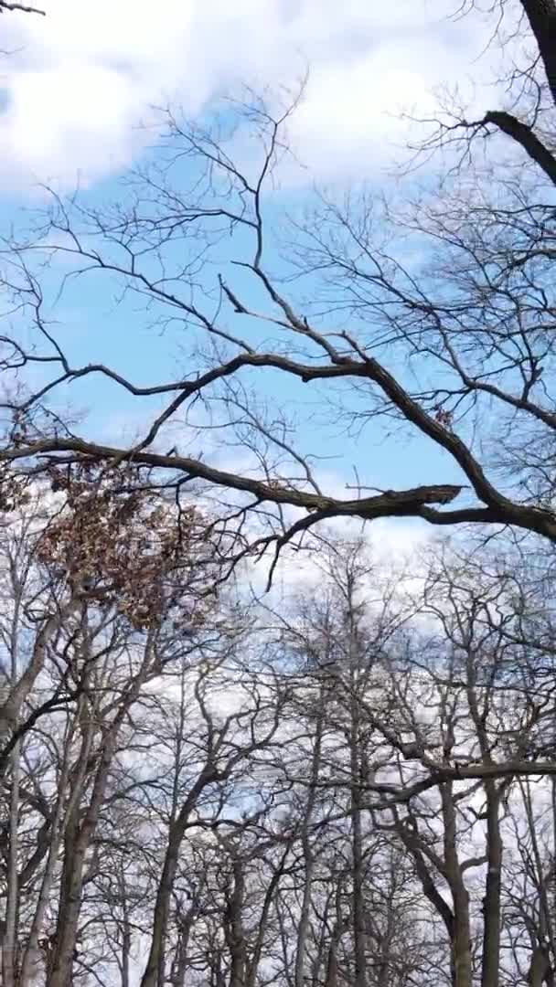 Vídeo vertical del bosque con árboles sin hojas — Vídeos de Stock