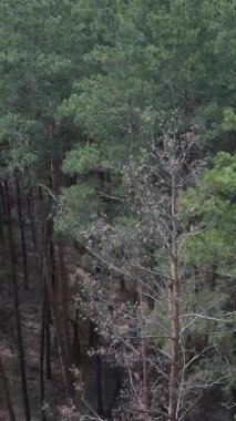 Çam ormanlarının dikey görüntüsü, yavaş çekim.