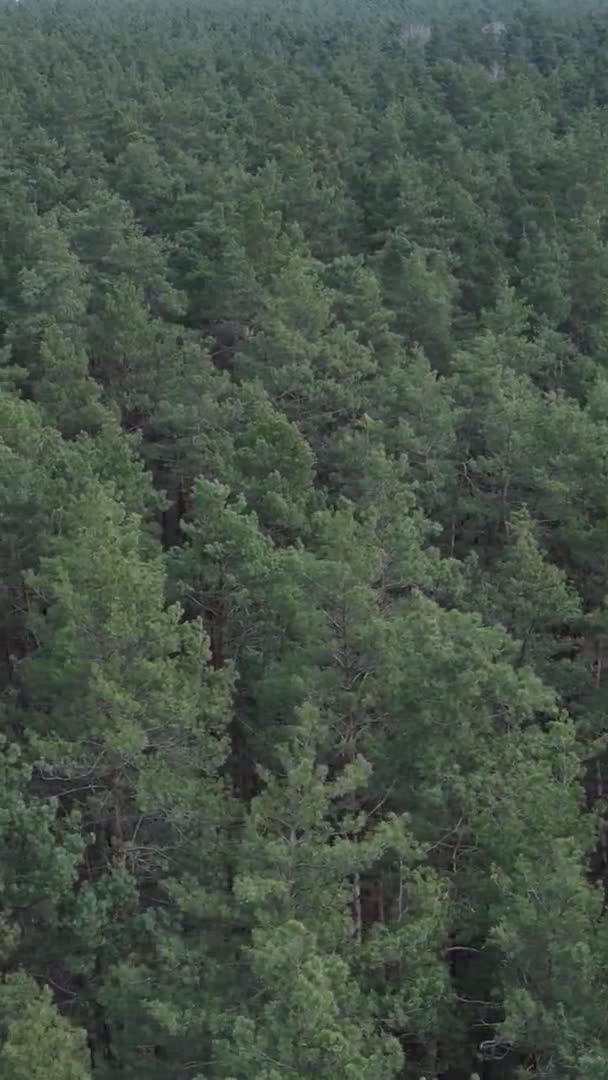 Vertikales Video der Kiefernwald-Luftaufnahme, Zeitlupe — Stockvideo