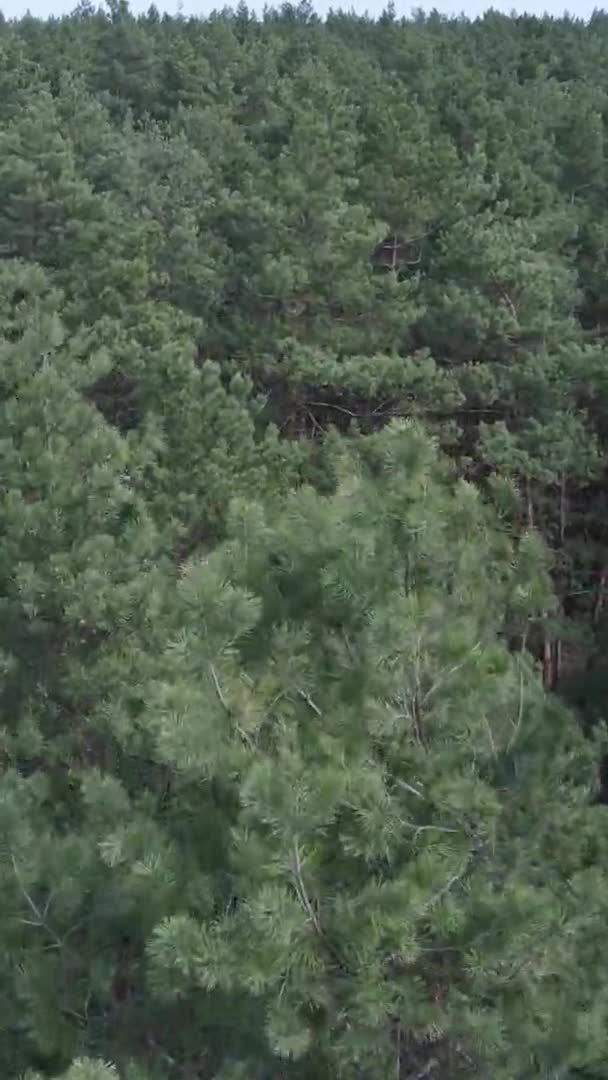 Vídeo vertical de floresta de pinheiros verdes por dia, vista aérea — Vídeo de Stock