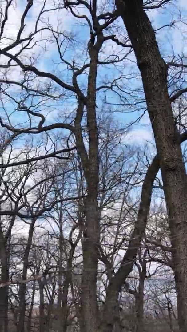 Vertical video of the forest with trees without leaves — Stock Video