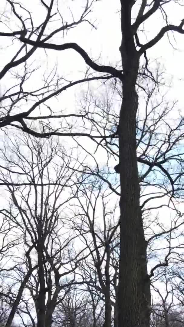 Vertical video of the forest with trees without leaves — Stock Video