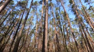 Gündüzleri bir çam ormanının içinde, ağır çekim