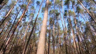 Gündüzleri bir çam ormanının içinde, ağır çekim