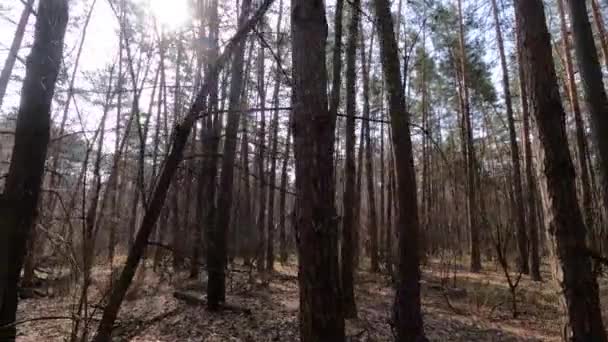 Nappal egy fenyőerdőben, lassított felvétel. — Stock videók