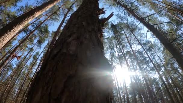 Tagsüber in einem Kiefernwald, Zeitlupe — Stockvideo
