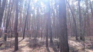Gündüzleri bir çam ormanının içinde, ağır çekim
