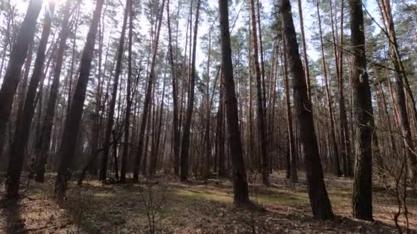 Dentro de un bosque de pinos durante el día, cámara lenta — Vídeos de Stock