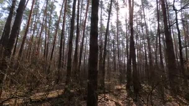 Dentro de uma floresta de pinheiros de dia, câmera lenta — Vídeo de Stock