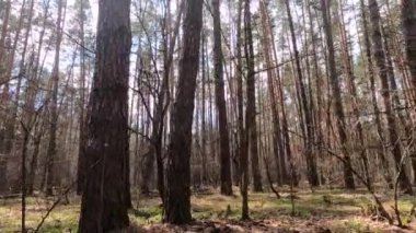 Gündüzleri bir çam ormanının içinde, ağır çekim